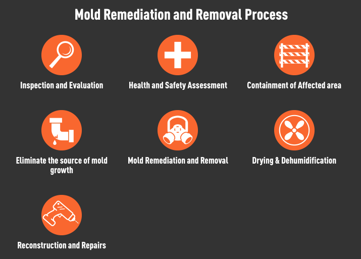 mold damage remediation