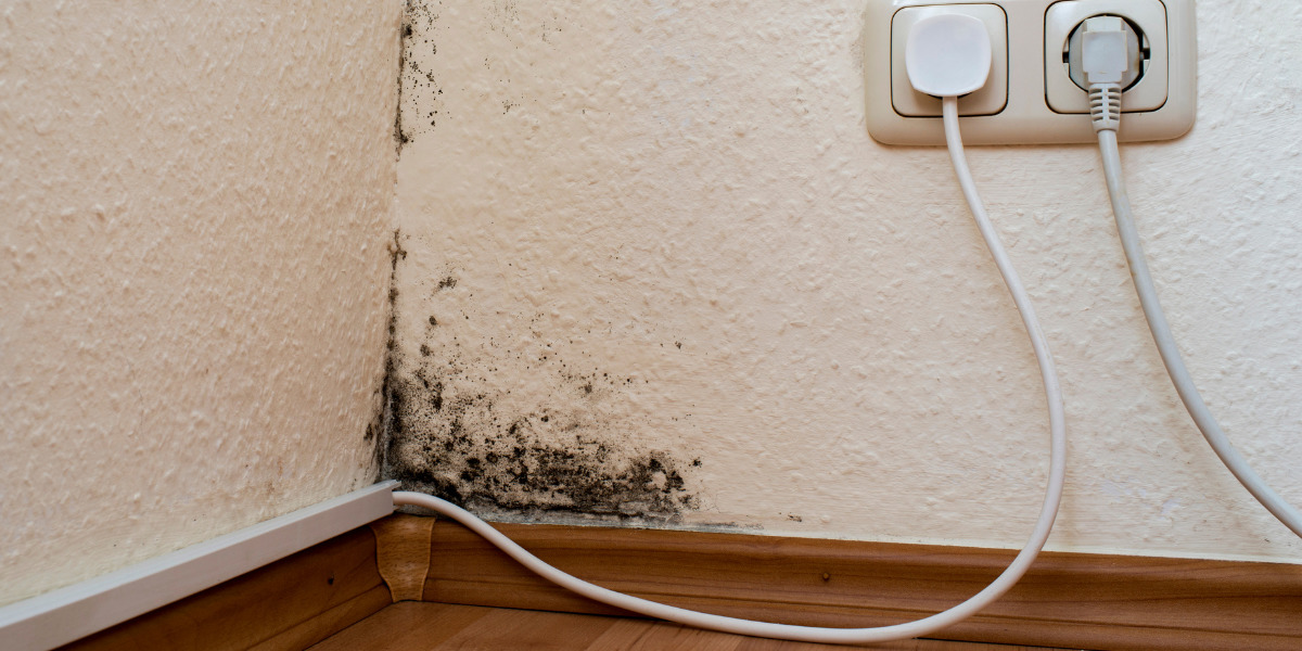 What are Black Molds and Why They Should Be Killed Water Damage